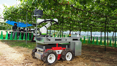 ぶどう摘粒ロボットの写真