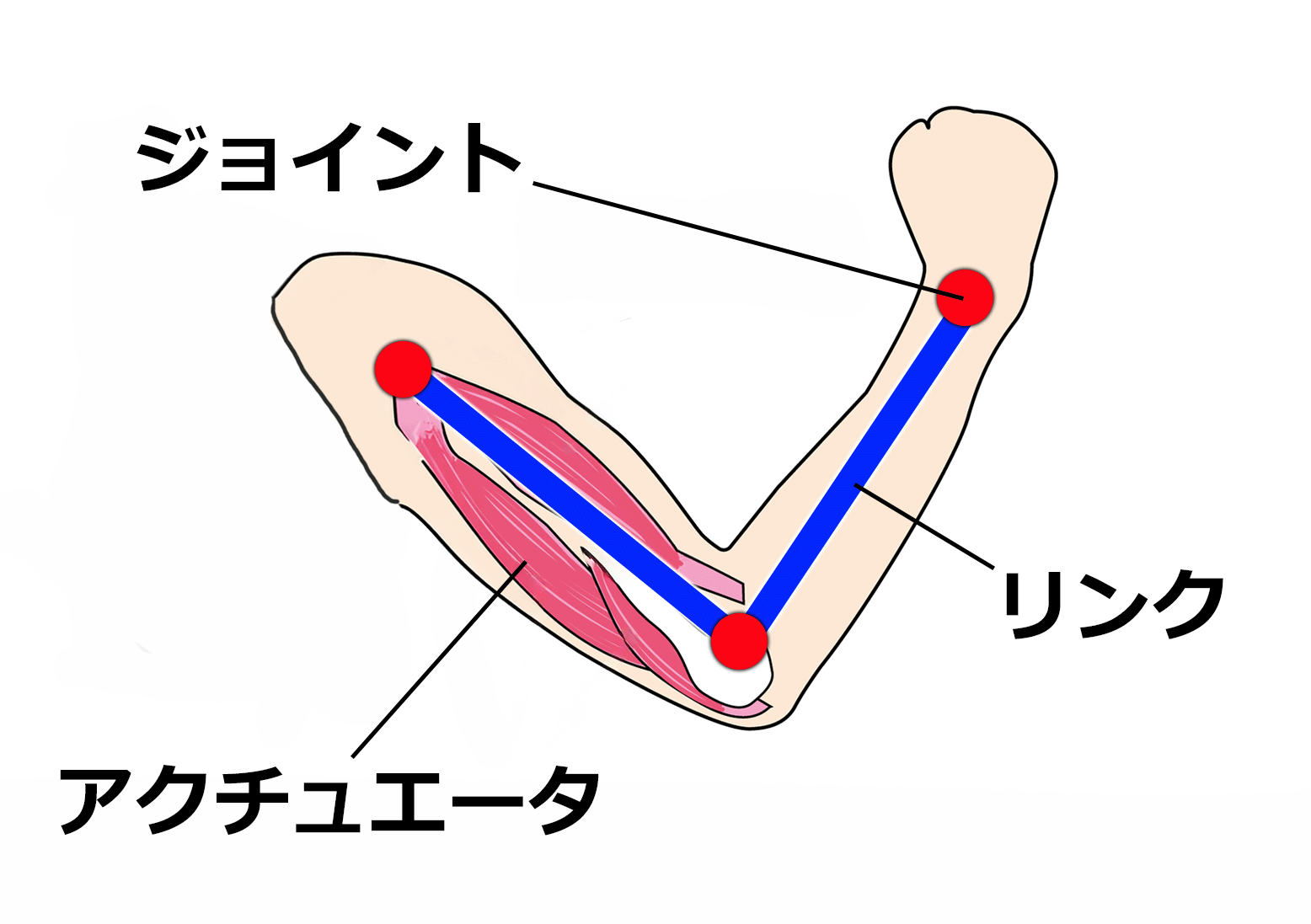 人間の腕をリンク、ジョイント、アクチュエータで例えているイラスト