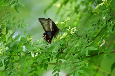 カラスアゲハ