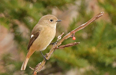 ジョウビタキ（メス）