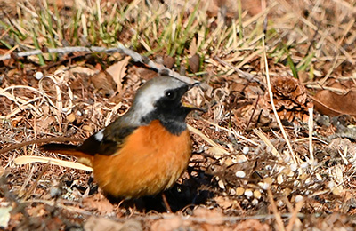 ジョウビタキ（オス）