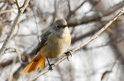 ジョウビタキ（メス）