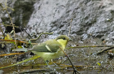 シジュウカラ(幼鳥)