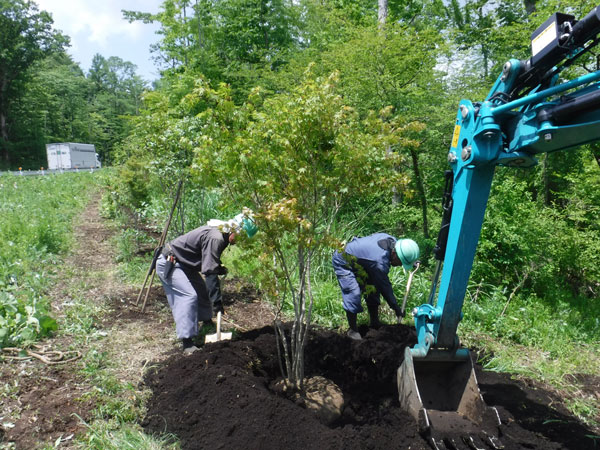 100-year Forest Restoration Plan