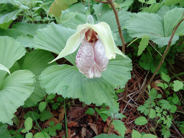 the Japanese cypripedium