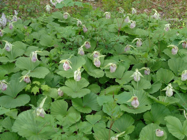 the Japanese cypripedium